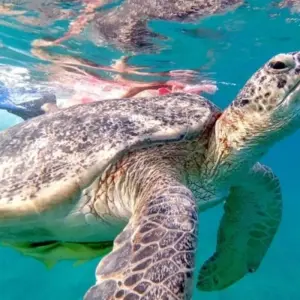 Explore Sharm El Sheikh: Day Sail to White Island and Ras Mohamed for 1 days with Egypt Tour Pro  and discover unforgettable experiences - Photo 3