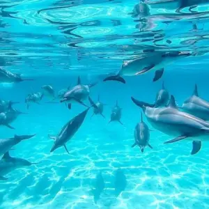 Explore Sharm El Sheikh: Day Sail to White Island and Ras Mohamed for 1 days with Egypt Tour Pro  and discover unforgettable experiences - Photo 4
