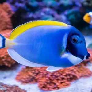 Explore Sharm El Sheikh: Intro-Diving at Ras Mohamed & White Island for 1 days with Egypt Tour Pro  and discover unforgettable experiences - Photo 4