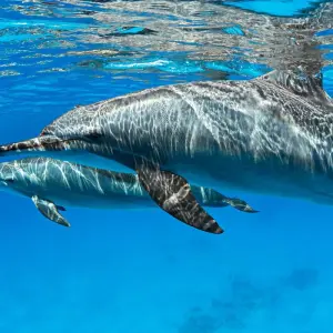 Explore Marsa Alam: Sataya Reefs Dolphin Snorkel Cruise for 1 days with Egypt Tour Pro  and discover unforgettable experiences - Photo 2