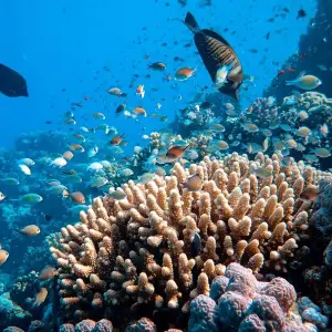 Explore Marsa Alam: Sataya Reefs Dolphin Snorkel Cruise for 1 days with Egypt Tour Pro  and discover unforgettable experiences - Photo 3