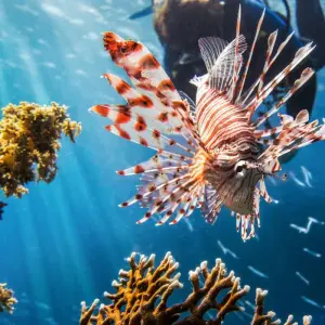Explore Sharm El Sheikh: Intro-Diving at Ras Mohamed & White Island for 1 days with Egypt Tour Pro  and discover unforgettable experiences - Photo 8