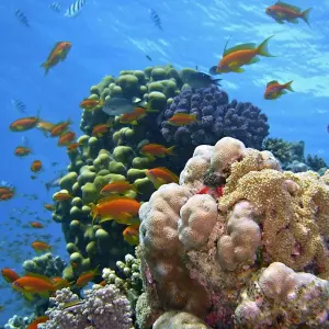 Explore Marsa Alam: Sataya Reefs Dolphin Snorkel Cruise for 1 days with Egypt Tour Pro  and discover unforgettable experiences - Photo 4