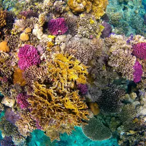 Explore Marsa Alam: Sataya Reefs Dolphin Snorkel Cruise for 1 days with Egypt Tour Pro  and discover unforgettable experiences - Photo 6