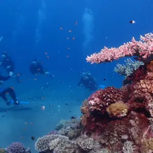 Explore Diving & Snorkeling Boat Tour with Lunch for 1 days with Egypt Tour Pro  and discover unforgettable experiences - Photo 2