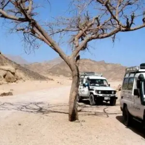 Explore Hurghada: Jeep & Camel Safari with Dinner for 1 days with Egypt Tour Pro  and discover unforgettable experiences - Photo 11