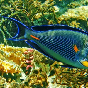 Explore Hurghada: Dolphin Watching Boat Tour with Snorkeling & Lunch for 1 days with Egypt Tour Pro  and discover unforgettable experiences - Photo 6