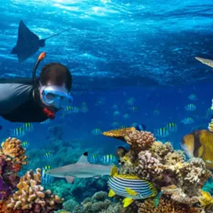 Explore Full Day Snorkeling Trip to the Red Sea in Safaga from Luxor for 1 days with Egypt Gift Tours and discover unforgettable experiences - Photo 3