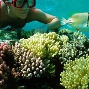 Explore Full Day Snorkeling Trip to the Red Sea in Safaga from Luxor for 1 days with Egypt Gift Tours and discover unforgettable experiences - Photo 4
