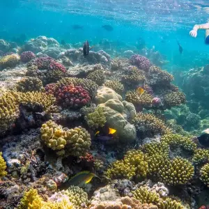 Explore Full Day Snorkeling Trip to the Red Sea in Safaga from Luxor for 1 days with Egypt Gift Tours and discover unforgettable experiences - Photo 8