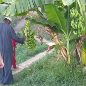 Explore Nile Cruise 4 Days From Aswan Sailing To Luxor INCLUDED TOURS for 4 days with Egyptology Travel and discover unforgettable experiences - Photo 4