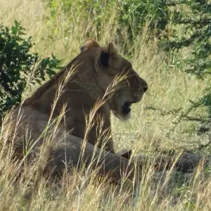 Explore 11 Days Uganda Plus Gorillas for 11 days with Enchanted Uganda Safaris Ltd  and discover unforgettable experiences - Photo 2