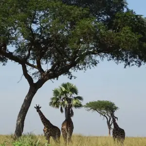 Explore 11 Days Uganda Plus Gorillas for 11 days with Enchanted Uganda Safaris Ltd  and discover unforgettable experiences - Photo 3