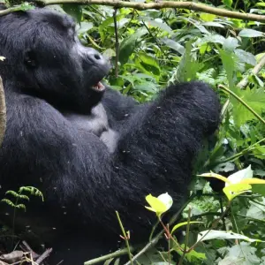 Explore 11 Days Uganda Plus Gorillas for 11 days with Enchanted Uganda Safaris Ltd  and discover unforgettable experiences - Photo 4