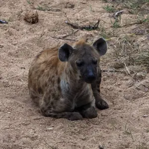 Explore 9 Day Incredible South African Safari and Drakensberg Adventure for 9 days with Endless Summer Tours and discover unforgettable experiences - Photo 2