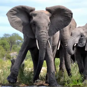 Explore Ultimate Kruger Park Big 5 Safari for 4 days with Endless Summer Tours and discover unforgettable experiences - Photo 4