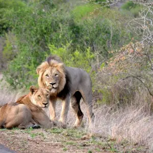 Explore Ultimate Kruger Park Big 5 Safari for 4 days with Endless Summer Tours and discover unforgettable experiences - Photo 5