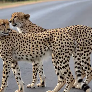 Explore Ultimate Kruger Park Big 5 Safari for 4 days with Endless Summer Tours and discover unforgettable experiences - Photo 6