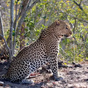 Explore 9 Day Incredible South African Safari and Drakensberg Adventure for 9 days with Endless Summer Tours and discover unforgettable experiences - Photo 10