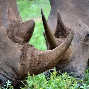 Explore 9 Day Incredible South African Safari and Drakensberg Adventure for 9 days with Endless Summer Tours and discover unforgettable experiences - Photo 11