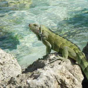 Explore Eastern Caribbean with St. Barths 2026-2027 - 8 Days (from Bridgetown to Marigot) for 8 days with Emerald Cruises and discover unforgettable experiences - Photo 3