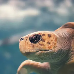 Explore Eastern Caribbean with St. Barths 2026-2027 - 8 Days (from Bridgetown to Marigot) for 8 days with Emerald Cruises and discover unforgettable experiences - Photo 4