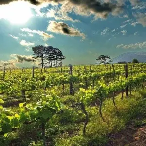 Explore The Garden Route - 8 days for 8 days with Encounters Travel and discover unforgettable experiences - Photo 9