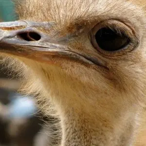 Explore The Garden Route - 8 days for 8 days with Encounters Travel and discover unforgettable experiences - Photo 10