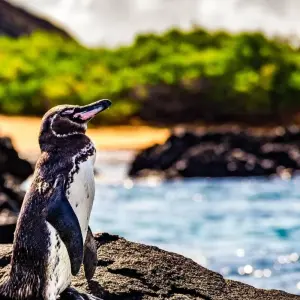 Explore Best of the Galapagos for 7 days with Encounters Travel and discover unforgettable experiences - Photo 2