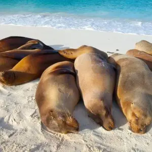 Explore Galapagos Essentials for 7 days with Encounters Travel and discover unforgettable experiences - Photo 3