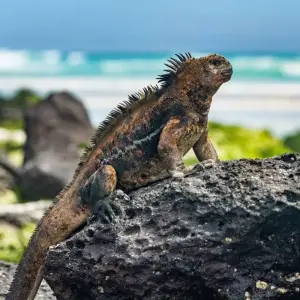Explore Best of the Galapagos for 7 days with Encounters Travel and discover unforgettable experiences - Photo 4