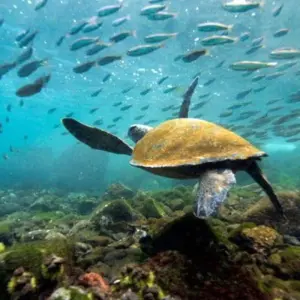 Explore Galapagos Essentials for 7 days with Encounters Travel and discover unforgettable experiences - Photo 5