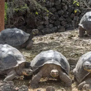 Explore Best of the Galapagos for 7 days with Encounters Travel and discover unforgettable experiences - Photo 5