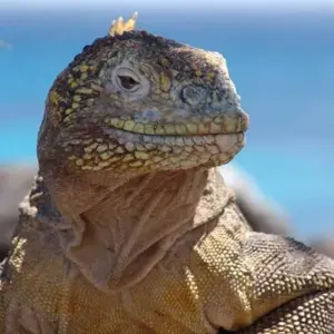 Explore Galapagos Essentials for 7 days with Encounters Travel and discover unforgettable experiences - Photo 7