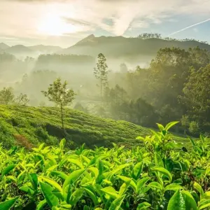 Explore Southern India Uncovered for 13 days with Encounters Travel and discover unforgettable experiences - Photo 4