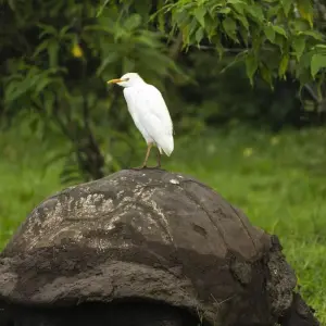 Explore Best of the Galapagos for 7 days with Encounters Travel and discover unforgettable experiences - Photo 7