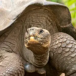 Explore Galapagos Essentials for 7 days with Encounters Travel and discover unforgettable experiences - Photo 8