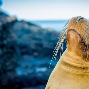 Explore Best of the Galapagos for 7 days with Encounters Travel and discover unforgettable experiences - Photo 8