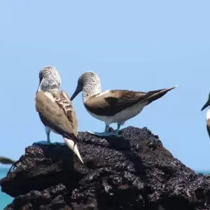 Explore Galapagos Essentials for 7 days with Encounters Travel and discover unforgettable experiences - Photo 9
