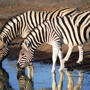 Explore Deserts & Delta Easter Family Overland (Windhoek t for 15 days with Encounters Travel and discover unforgettable experiences - Photo 8