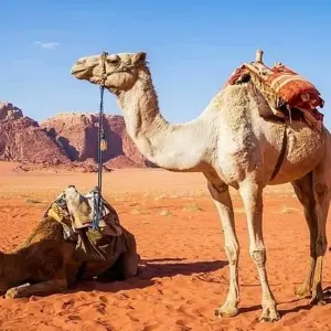 Explore Nabateans & Nubians for 16 days with Encounters Travel and discover unforgettable experiences - Photo 9