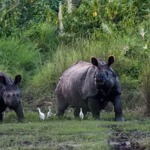 Explore Chitwan Jungle Safari Tour for 3 days with Escape Himalaya Trek and discover unforgettable experiences - Photo 7