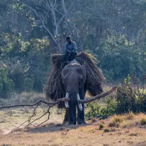 Explore Chitwan Jungle Safari Tour for 3 days with Escape Himalaya Trek and discover unforgettable experiences - Photo 9