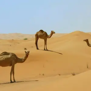 Explore 3 Days Sahara Desert Tour from Fes to Marrakech, Morocco for 3 days with Escorted Morocco Tours and discover unforgettable experiences - Photo 3