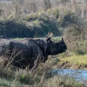 Explore Chitwan Jungle Safari Tour for 3 days with Escape Himalaya Trek and discover unforgettable experiences - Photo 11