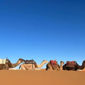 Explore 4 Days Tour from Fes to Marrakech via Merzouga, Morocco for 4 days with Escorted Morocco Tours and discover unforgettable experiences - Photo 7