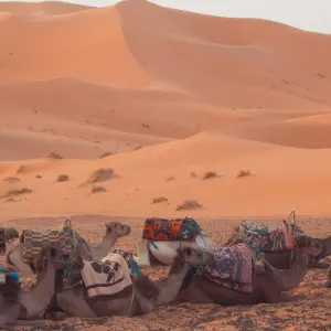 Explore 3-Day, 2-Night Camp Adventure from Fes to Marrakech for 3 days with Escorted Morocco Tours and discover unforgettable experiences - Photo 11