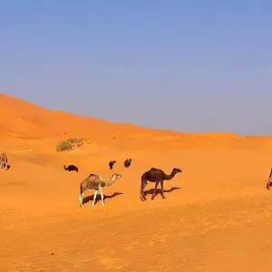 Explore 11 Days Ideal Guided Tour - Casablanca to Marrakech for 11 days with Escorted Morocco Tours and discover unforgettable experiences - Photo 10