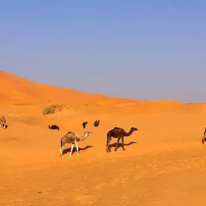 Explore Sahara Desert Luxury Camp Tour for 5 days with Escorted Morocco Tours and discover unforgettable experiences - Photo 3