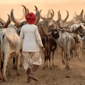 Explore Absolutely India for 7 days with Eskapas and discover unforgettable experiences - Photo 6